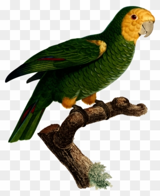 Budgerigar Parrot Macaw Art Bird - Art Print: Small Barraband Parrot Pl 98, 61x46cm. Clipart