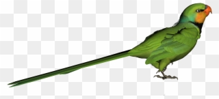 Green Parrot Cliparts - Parrot - Png Download