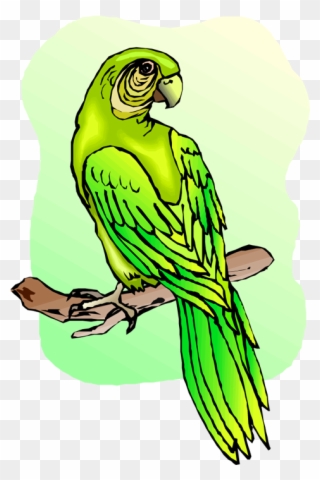 Green Parrot Cliparts - Budgerigar - Png Download