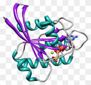 Mutant K-ras Has Long Been Suspected Of Being The Driving - Ras Subfamily Clipart