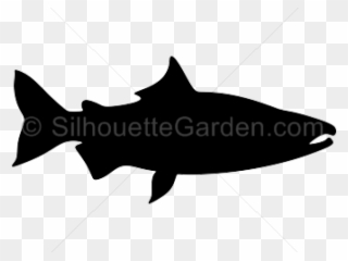 Salmon Clipart Knowledge - Walleye - Png Download