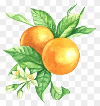Bitter Orange Clipart