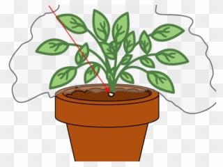 Pot Plant Clipart Plant Nursery - Transpiration Experiment - Png Download