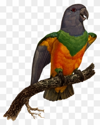 Macaw Blue-winged Parrotlet Eclectus Parrot - Parrot Clipart