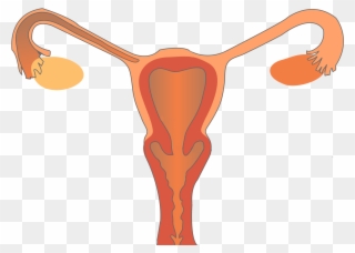 What People Are Saying - Reproductive System Png Clipart