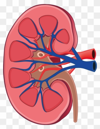 Image Free Library Kidney Clipart Kidney Anatomy - Kidney In Human Body - Png Download