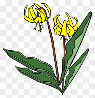 All Photo Png Clipart - Yellow Avalanche Lily Transparent Png