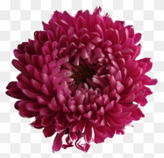Chrysanthemum Clipart White Background - Purple Red Flower Png Transparent Png