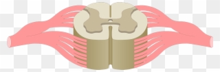 An Image Showing The Gray Matter Of A Spinal Cord Segment - Blank Spinal Cord Diagram Clipart