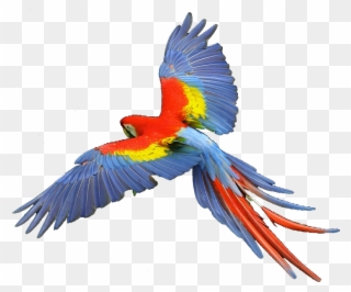 Macaw Scarlet - Macaw Png Clipart