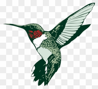 Climate Change Impacts On Wildlife Webinar - Humming Bird Clip Art - Png Download