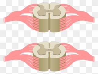 Cross Section Of The Spinal Cord Showing 2 Lumbar Segments, - Spinal Cord Clipart