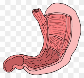 Happy Gut, Happy Life - Stomach Clipart
