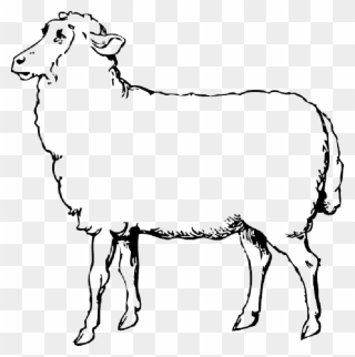 Animals, Black, Food, Outline, Drawing, Sketch, White - Sheep Clipart Black And White - Png Download