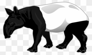 Tapir - Tapir Clip Art - Png Download