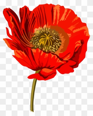 Opium Poppy Opium Wars Common Poppy - Opium Poppy Clip Art - Png Download