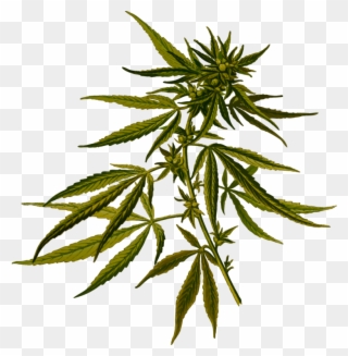 Cannabis Sativa Hemp Botanical Illustration Botany - Cannabis Sativa Clipart