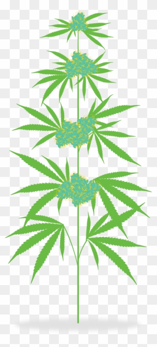 How Is Medicine Meadow The Cannabis Plant - Cannabis Plant Clipart - Png Download