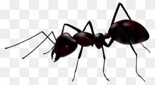 Picture Stock Transparent Background Free On - Ant Vector Clipart