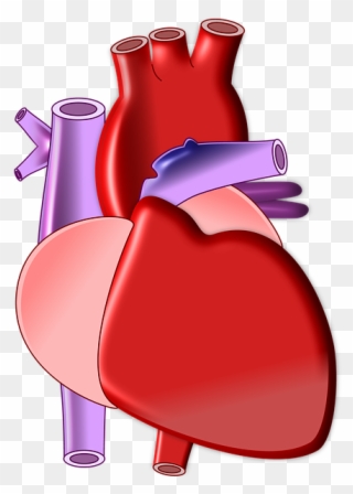 Weekly Health Updates - Biology Heart Png Clipart