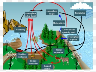 Respiration Photosynthesis Carbon Oxygen Cycle For - Oxygen Cycle Class 9 Clipart