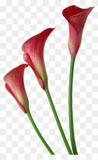 Abc Duendes Png - Red Calla Lily Clipart