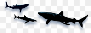 Shark Wars By Ej Altbacker - Shark Shadow Png Clipart