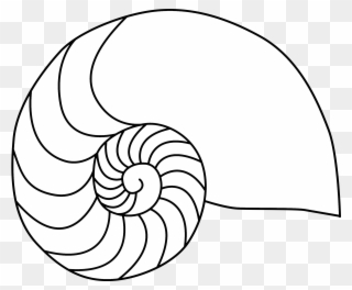 Beach Guide - Nautilus Shell Coloring Page Clipart