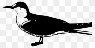 Tern Clipart Assessment Tool - Sooty Tern Clipart - Png Download