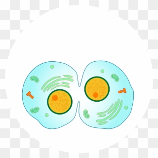 Animal Cell Cliparts - Cytokinesis Mitosis - Png Download