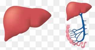 More Than 70% Of People With Liver Disease In The Uk - Immagine Fegato Png Clipart