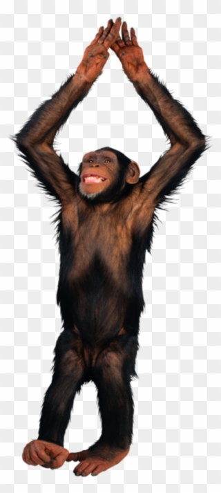Singes - Transparent Picture Of A Monkey Clipart
