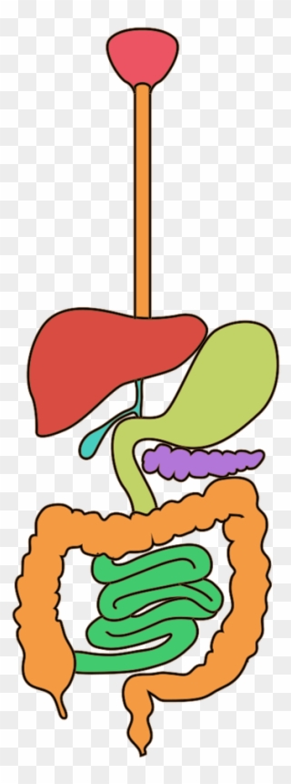 Pin It On Pinterest - Human Digestive System Clipart
