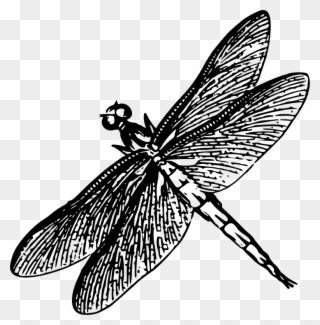 Medium Image - Black And White Poster Dragonfly Clipart
