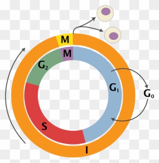 Cell Cycle Png Clipart