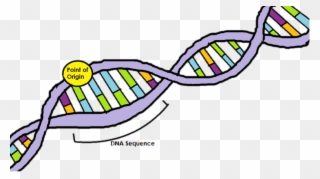 Dna Clipart Dna Replication - Point Of Origin Dna Replication - Png Download