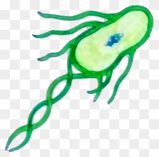 Coli, Or Escherichia Coli In Full, Is A Typical Example - Marimo Cells Clipart