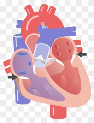 Av Valves Opening Animation Slide - Heart Anatomy Cartoon Clipart