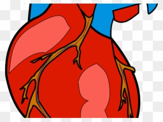 Anatomy Clipart Jantung - Real Heart Clipart - Png Download