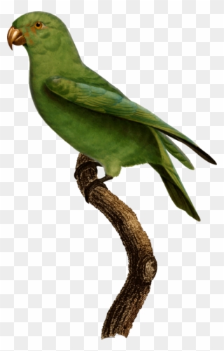 Lovebird Finches Parakeet Feather Fauna - John James Audubon Clipart