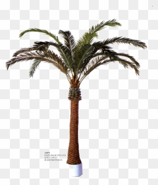 Posted By Todd A At - Palm Trees Clipart