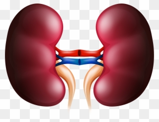 Kidney Huge Freebie Download For Powerpoint - Kidney Clipart - Png Download