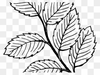 Drawn Mint Clipart - Leaves Clip Art - Png Download