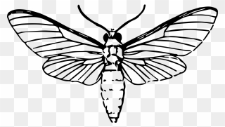 All Photo Png Clipart - Moth Drawing Transparent Png