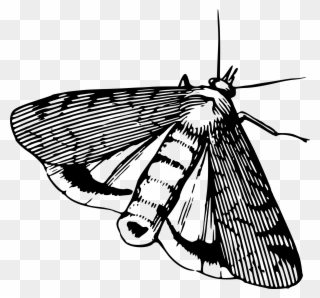 Big Image - Moth Black And White Clip Art - Png Download