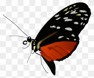 Free Dark Orange-black Butterfly - Red Black And Orange Butterfly Clipart