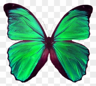 Pin By Jolanta Niewiadomska On Motyle - Green Butterfly Meaning Clipart