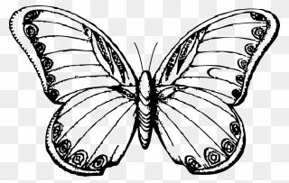 Black And White Butterfly At Getdrawings Com - Butterfly Drawing Black And White Clipart