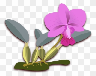 All Photo Png Clipart - Orchids Plants Clip Art Transparent Png