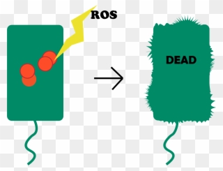 Another Is For The Target Gene To Kill The Bacteria, - Beacon Edi Clipart